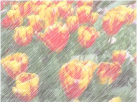 Tulips effect 2