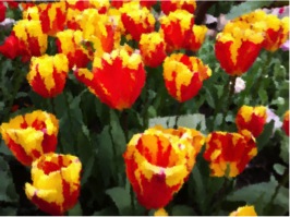 Tulips effect 5