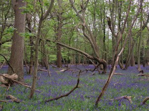 If you use a magnifying glass :-) you might be able to see a little deer disappearing into the woods...