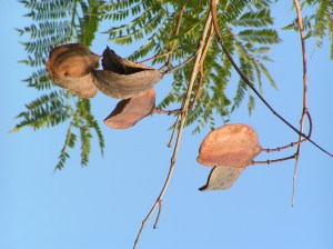 Jacaranda Leaves - image courtesy Wikimedia Commons,  © 2006 Carla Antonin