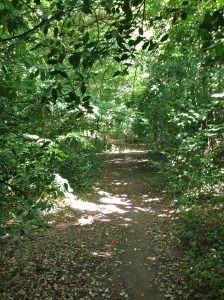 If you go down in the woods today...