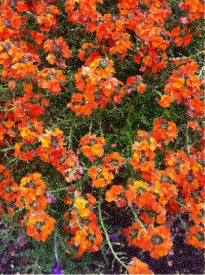 Kaleidoscope flowers