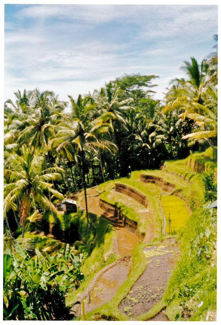 Bali Terraces 2